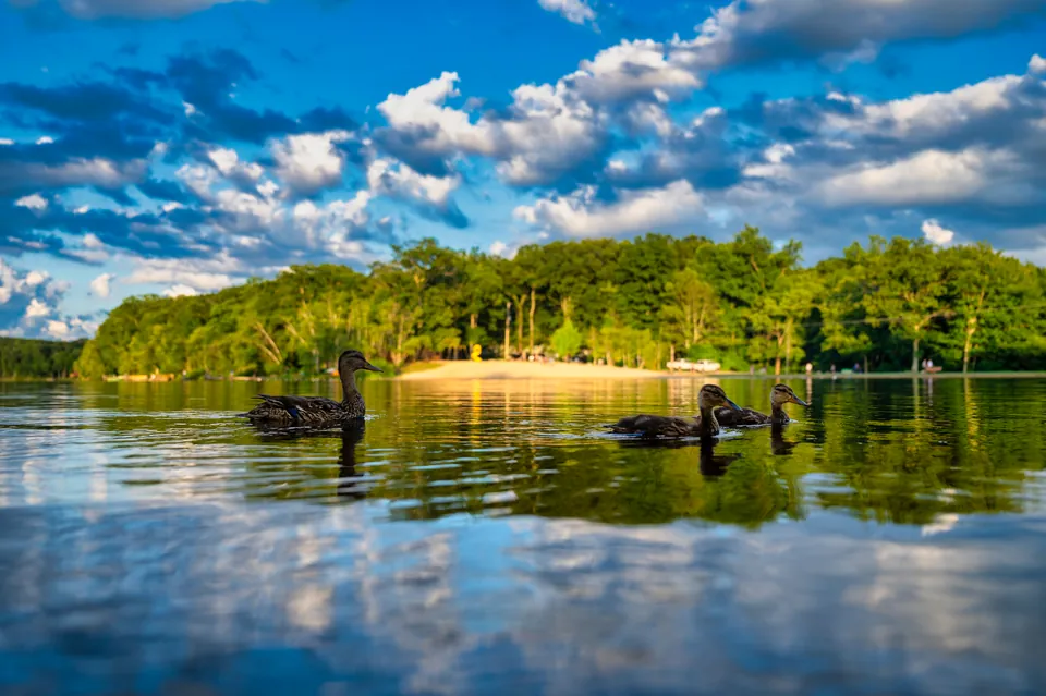 Ducks on the lake under a big summer sky, the beach beyond
