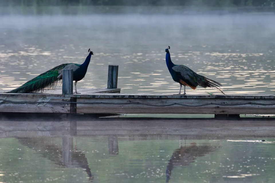 Two peacocks on a dock in the morning mist